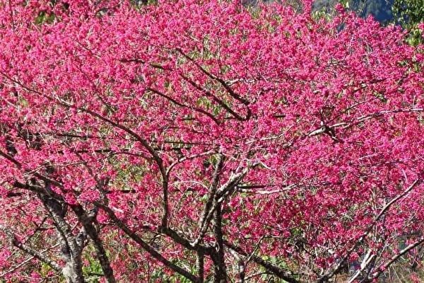 組圖：台灣阿里山公路櫻花綻放 鳥語花香