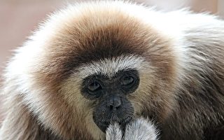 独居长臂猿竟怀孕产崽 日本动物园解开谜团