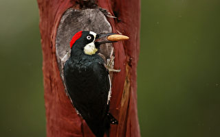 加州房墙内发现700磅啄木鸟储存的橡子