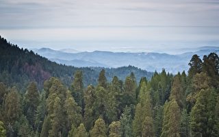 加州去年3600万棵树枯死 是前年的近4倍