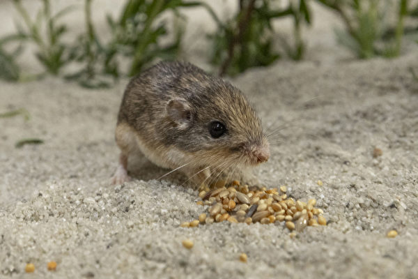 美國動物園圈養的9歲老鼠 創最長壽世界紀錄