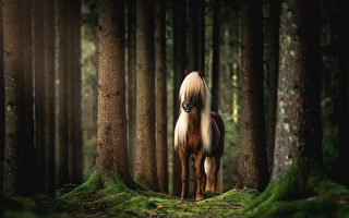 組圖：全球最古老最純正的馬種——冰島馬