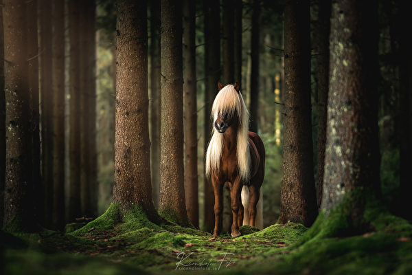 組圖：全球最古老最純正的馬種——冰島馬