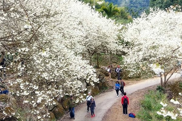 组图：春天到台湾古坑乡赏樱花之美