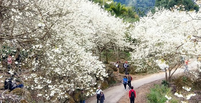 组图：春天到台湾古坑乡赏樱花之美