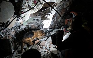 搜救犬赴土耳其救援 返国前累趴机场感动网友
