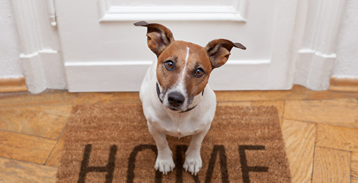 德州失踪小狗走16公里回收容所 还会按门铃