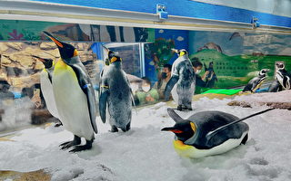 国王企鹅“嘟胖”下水趣 陆上趴冰水下悠游