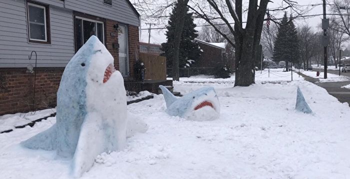 美术老师用雪堆出逼真“鲨鱼” 爆红网络