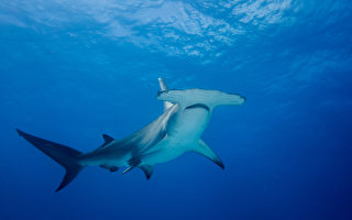 巴哈馬小狗跳海趕走鯊魚 遊客看傻眼