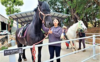 東海大學開闢馬場 馬術課程教識馬、親馬
