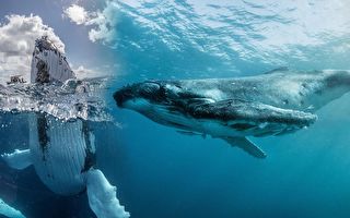 组图：座头鲸与人类亲密互动的罕见画面