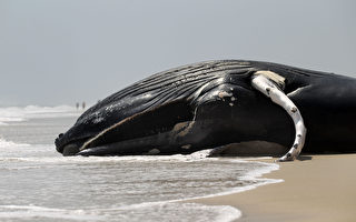 死鯨被沖上海灘 新澤西30市長籲暫停風電項目