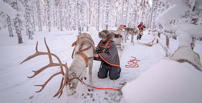 不惧挑战 芬兰女饲养驯鹿 发展特色旅游业