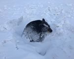冬眠黑熊險遭冰雪活埋 昏沉中幸運獲救