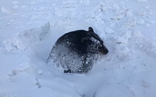 冬眠黑熊險遭冰雪活埋 昏沉中幸運獲救