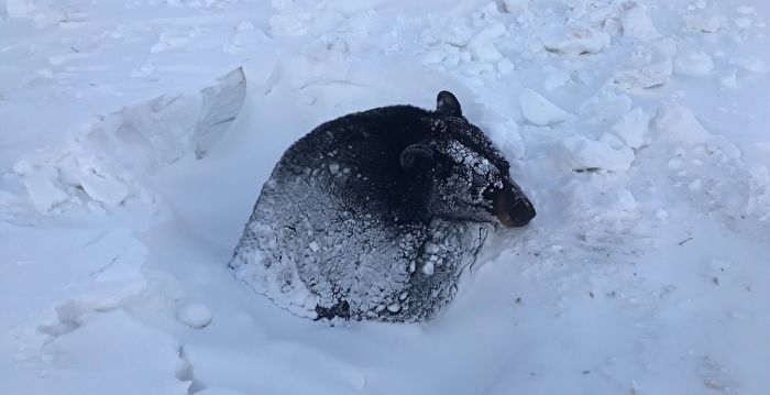冬眠黑熊险遭冰雪活埋 昏沉中幸运获救