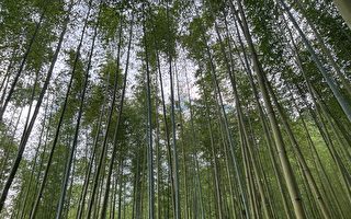 盼增國產竹材產量 林務局推疏伐竹林獎勵