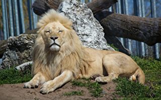 旧金山动物园母狮Sukari去世 享年20岁