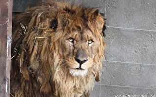 遭囚禁15年「世界最孤獨獅子」終獲自由