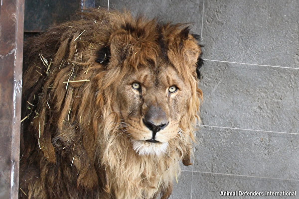 遭囚禁15年“世界最孤独狮子”终获自由