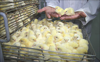 台专案输入解蛋荒 进口种鸡已达5万只