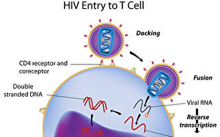 研究稱幹細胞移植治癒一名愛滋病患者