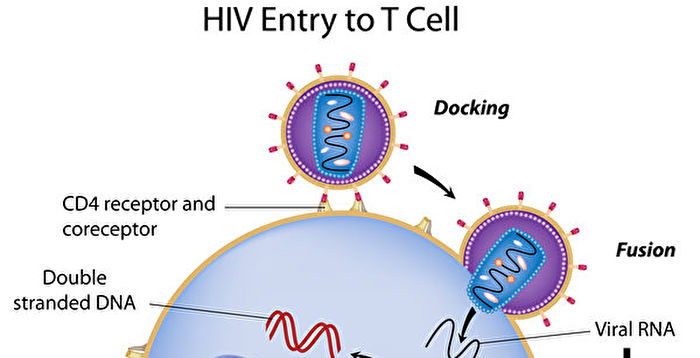 Study says stem cell transplant cured an AIDS patient | AIDS | Leukemia | Immunity