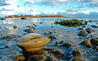 美國海岸驚現逾1公斤蚌蠣 推估已有214歲