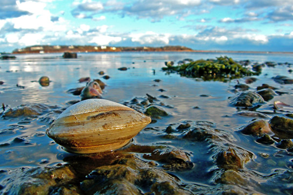 美国海岸惊现逾1公斤蚌蛎 推估已有214岁