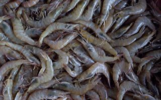 新州北部再有养虾场测出白斑病