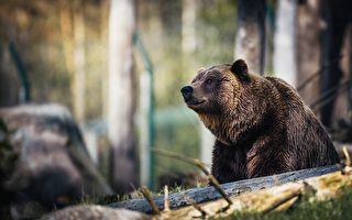 世界首个完整棕熊遗骸出土 极地冰封3500年