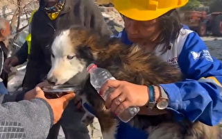 强震后受困瓦砾堆3周 土耳其小狗奇迹获救