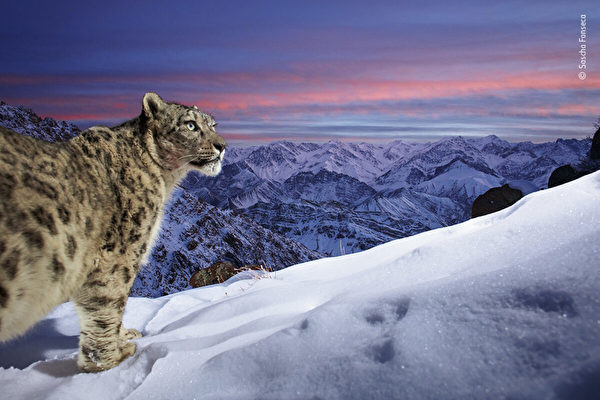 组图：雪豹惊人美照赢得野生动物最佳摄影奖