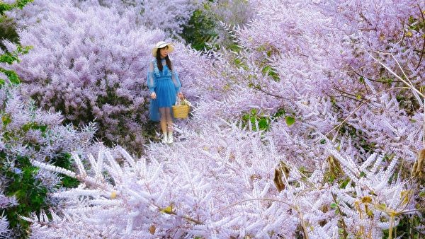 組圖：雲林草嶺賞花祕境 櫻花與麝香木比美