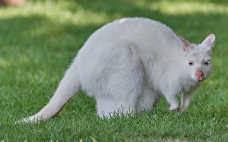 罕見景象：成群白色袋鼠在澳洲花園出現