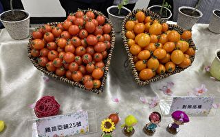 耐旱抗病 种苗场推新品种小番茄种苗亚蔬25号