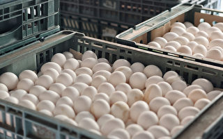 鸡蛋供需仍有差距 农委会估5、6月补足缺口
