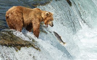 洄游鮭魚跳到空中 阿拉斯加棕熊大快朵頤