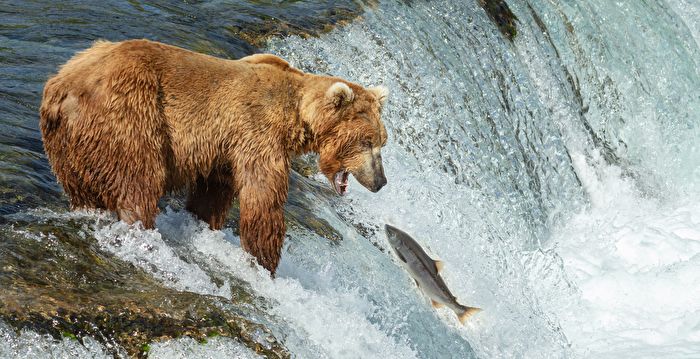 洄游鲑鱼跳到空中 阿拉斯加棕熊大快朵颐