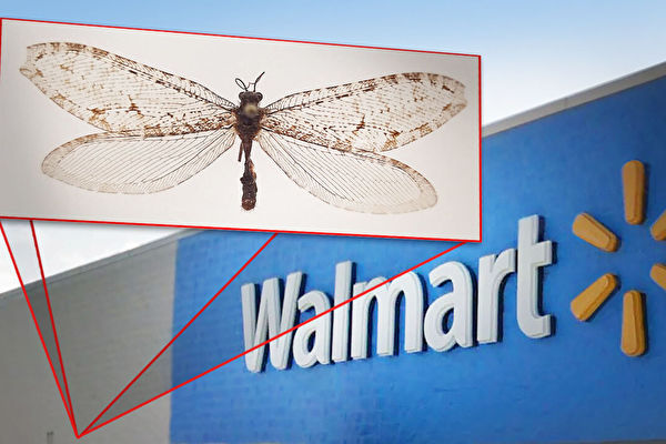 巨型昆蟲現美國超市牆上 真實身分太驚人