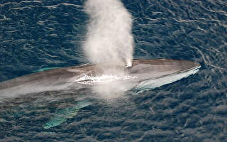 40吨重长须鲸严重畸形 在西班牙外海挣扎