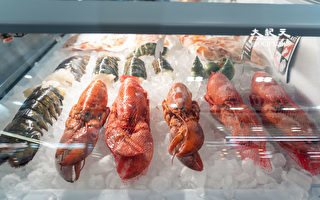 幼年龙虾数量大减 新英格兰渔民将受限