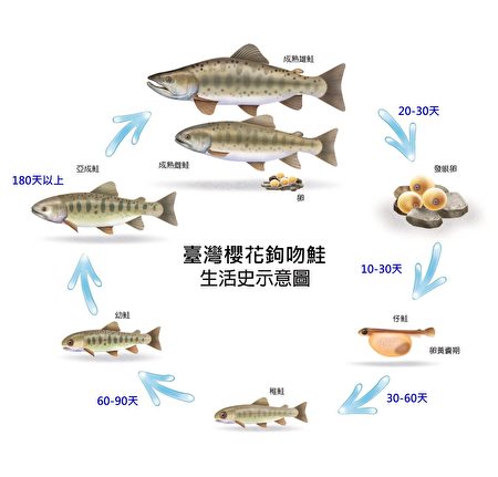 臺灣櫻花鉤吻鮭生活史示意圖。