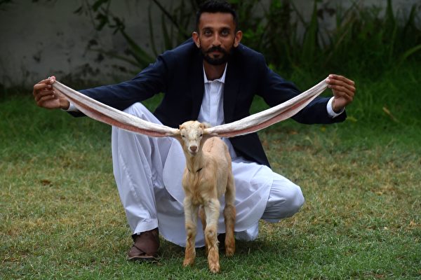 「超長耳」山羊走紅巴基斯坦 或創世界紀錄