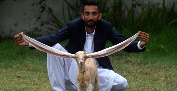 “超长耳”山羊走红巴基斯坦 或创世界纪录