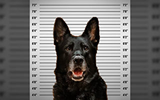一只K9警犬被指控“偷吃”警官的午餐