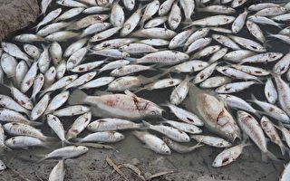 极端天气致新州内陆地区约100万条鱼死亡