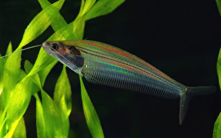泰国这种透明小鱼是如何发出彩虹般光芒