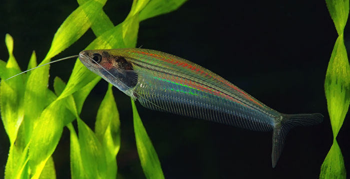 泰国这种透明小鱼是如何发出彩虹般光芒
